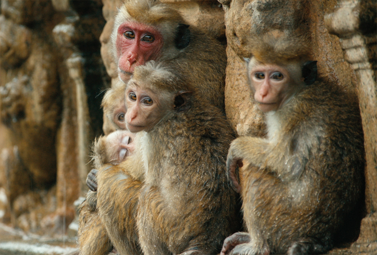 Au Royaume des Singes
